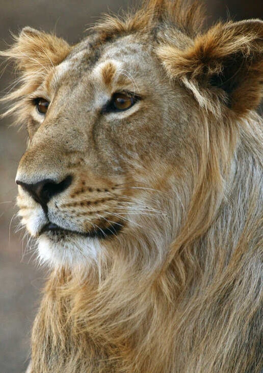 An Asiatic lion in Gir National Park, a one-horned rhinoceros in Kaziranga National Park and game drives in Jim Corbett National Park.