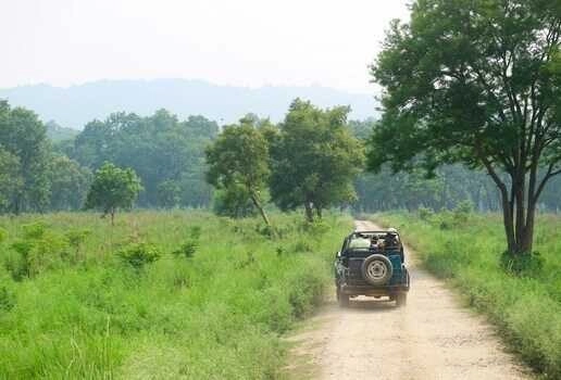 An Asiatic lion in Gir National Park, a one-horned rhinoceros in Kaziranga National Park and game drives in Jim Corbett National Park.