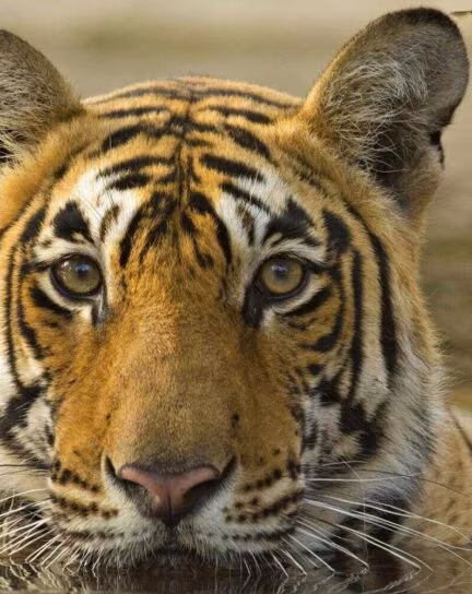 The 9 Best National Parks in India