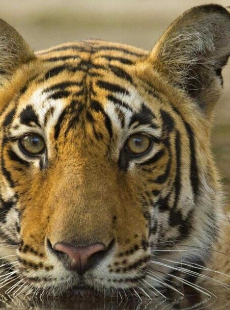 The 9 Best National Parks in India