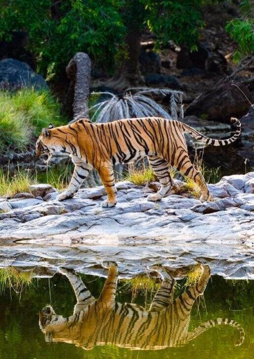 A tigers reflection in Ranthambore National Park, deer grazing in Kanha National Park an and Indian Bison in Bandhavgarh National Park.