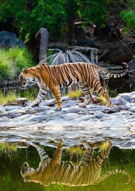 A tigers reflection in Ranthambore National Park, deer grazing in Kanha National Park an and Indian Bison in Bandhavgarh National Park.