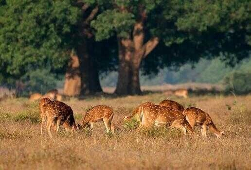 A tigers reflection in Ranthambore National Park, deer grazing in Kanha National Park an and Indian Bison in Bandhavgarh National Park.