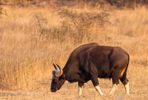 A tigers reflection in Ranthambore National Park, deer grazing in Kanha National Park an and Indian Bison in Bandhavgarh National Park.