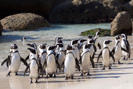 Colony of African penguins standing on a white sand beach during luxury Cape Town vacations.