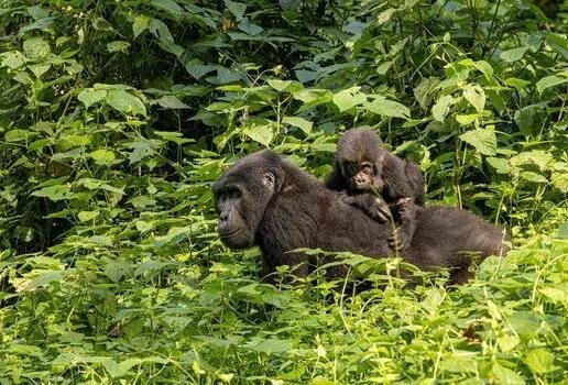 Hiking sand dunes in Sossusvlei, exploring the Okavango Delta by mokoro canoe, and spotting gorillas in Rwanda