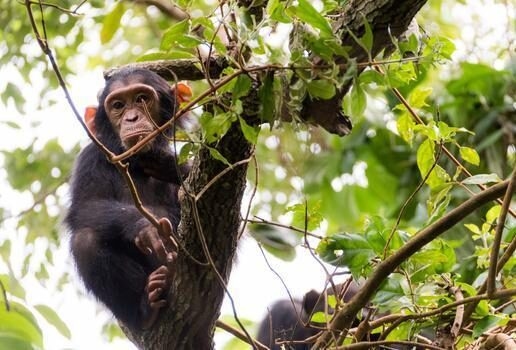 Gorillas, chimpanzees and rhinos can all be observed by trekking on foot