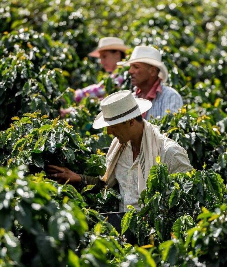 Blue skies are the backdrop for Colombia's colourful building and a group of men deep in the valley of the Coffee Triangle