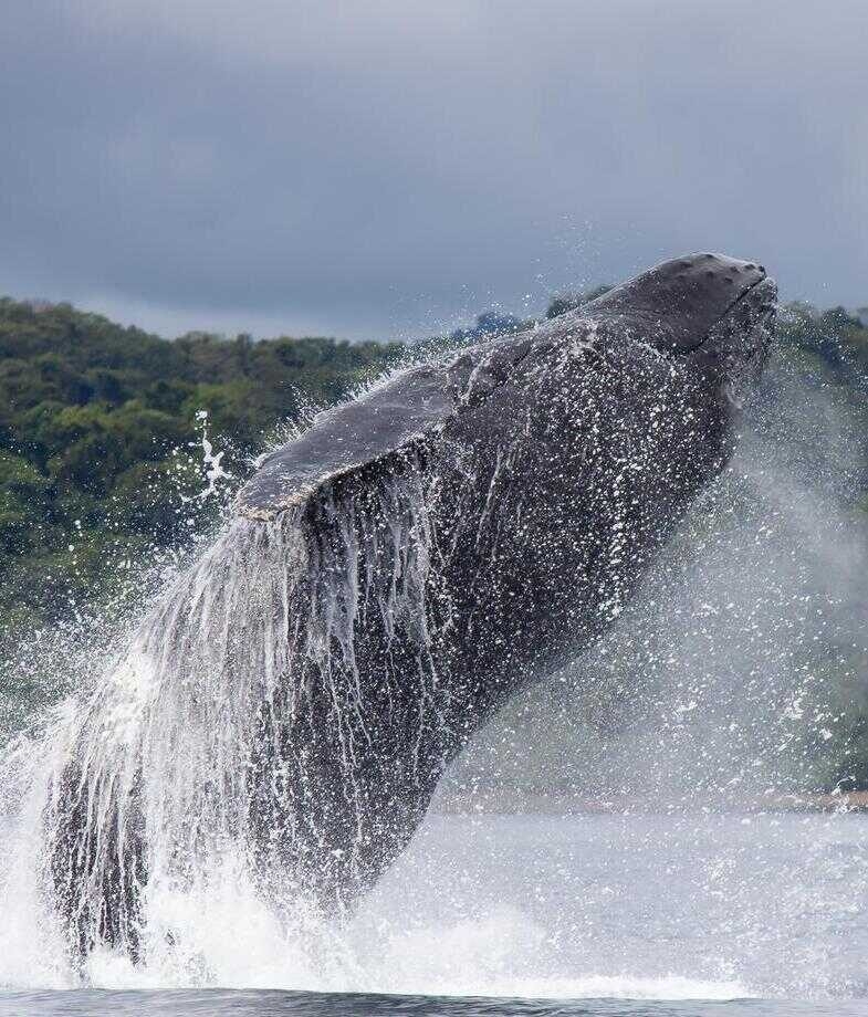 Medellín flower festival and a majestic humpack whale breaching