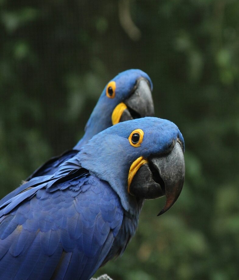 A blue macaw perched on a tree branch in Brazil, showcasing its vibrant feathers as part of the country’s rich wildlife.