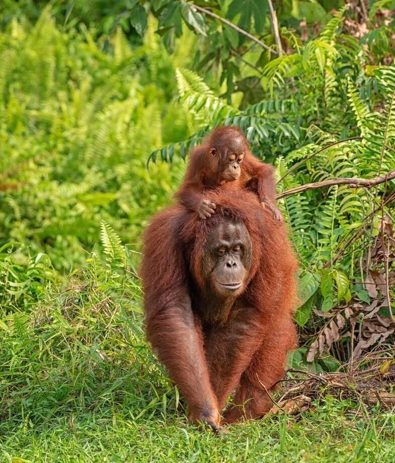 A mother and baby orangutan in the rainforests of Borneo’s Kalimantan island and a hiking experience through the spectacular landscapes of Kazbegi National Park in Georgia.