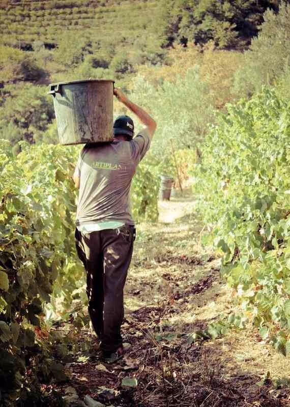 A man carrying a bucket of grapes from the wine harvest in the Douro Valley