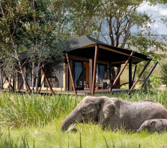 The exterior of a guest tent at Wilderness Mara with elephants in the foreground.