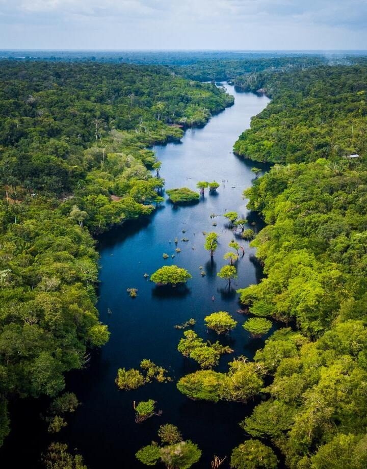 Amazon Rainforest in Anavilhanas National Park, Amazonas - Brazil