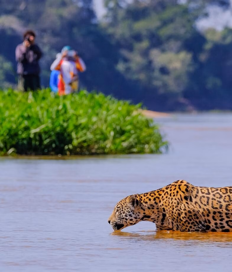 Jaguars patrolling the riverbank in Pantanal and the nightly views of Rio de Janeiro with that city energy.