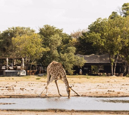 A giraffe in the foreground drinking from a waterhole, with Wilderness Little Makalolo in the background.