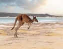 A kangaroo hopping along the beach at Kangaroo Island, Australia