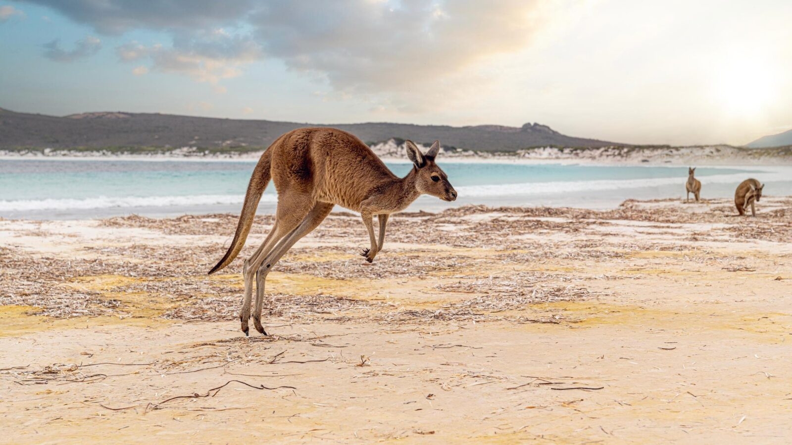 A kangaroo hopping along the beach at Kangaroo Island, Australia