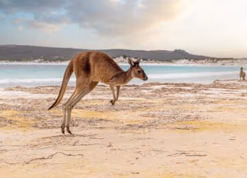 Kangaroo Island thumbnail