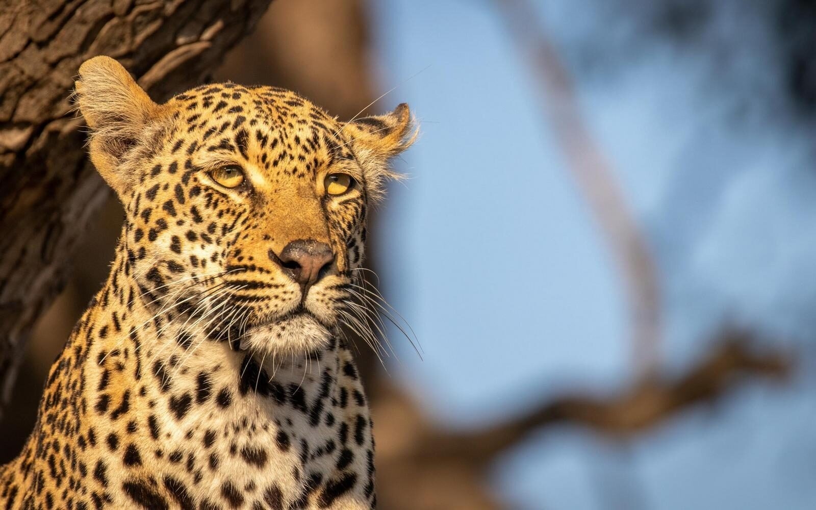 A leopard spotted in Sabi Sands game reserve