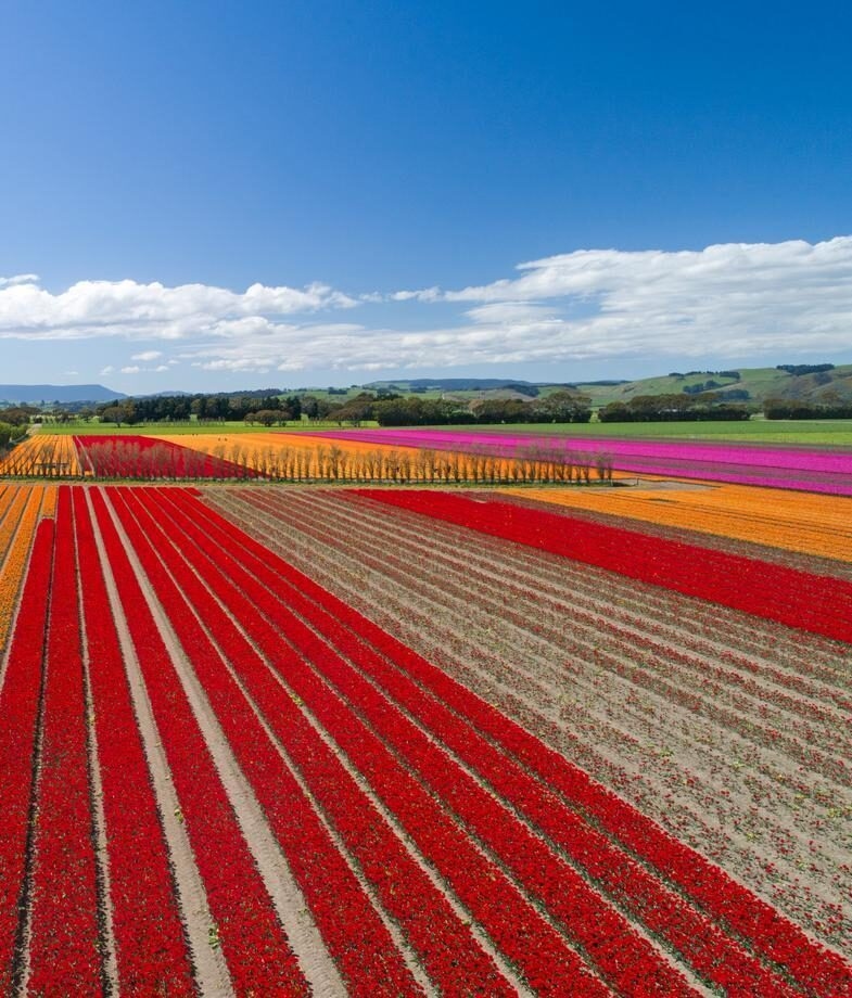 Blue lakes and forested hills in Argentina’s Lake District and colourful rows of tulip fields in bloom during spring in New Zealand.