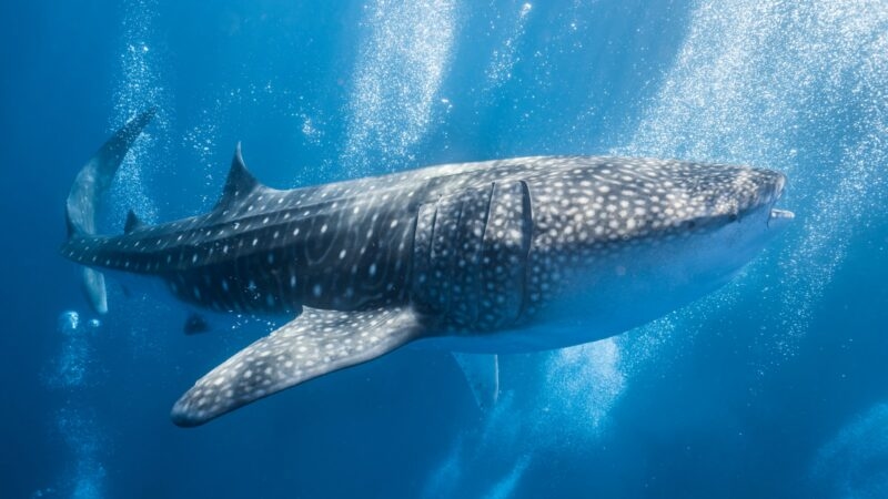 Underwater view of a whale shark
