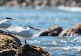 From City to Beach: Mexico in a Week