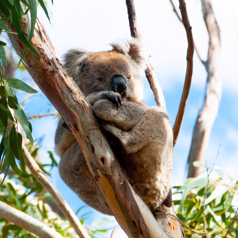 A koala in a tree on Kangaroo Island
