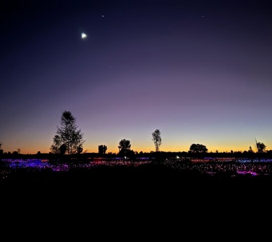 Field of Light in Uluru before Sunrise