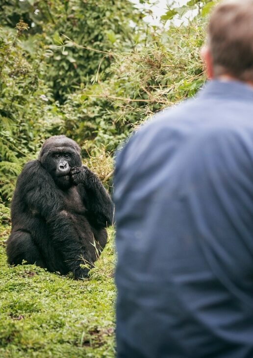 Gorilla trekking in Rwanda, Wilderness Mombo Camp, elephants wading into water in Tanzania.