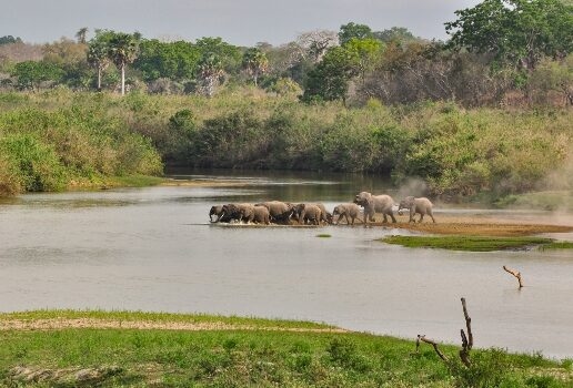 Gorilla trekking in Rwanda, Wilderness Mombo Camp, elephants wading into water in Tanzania.