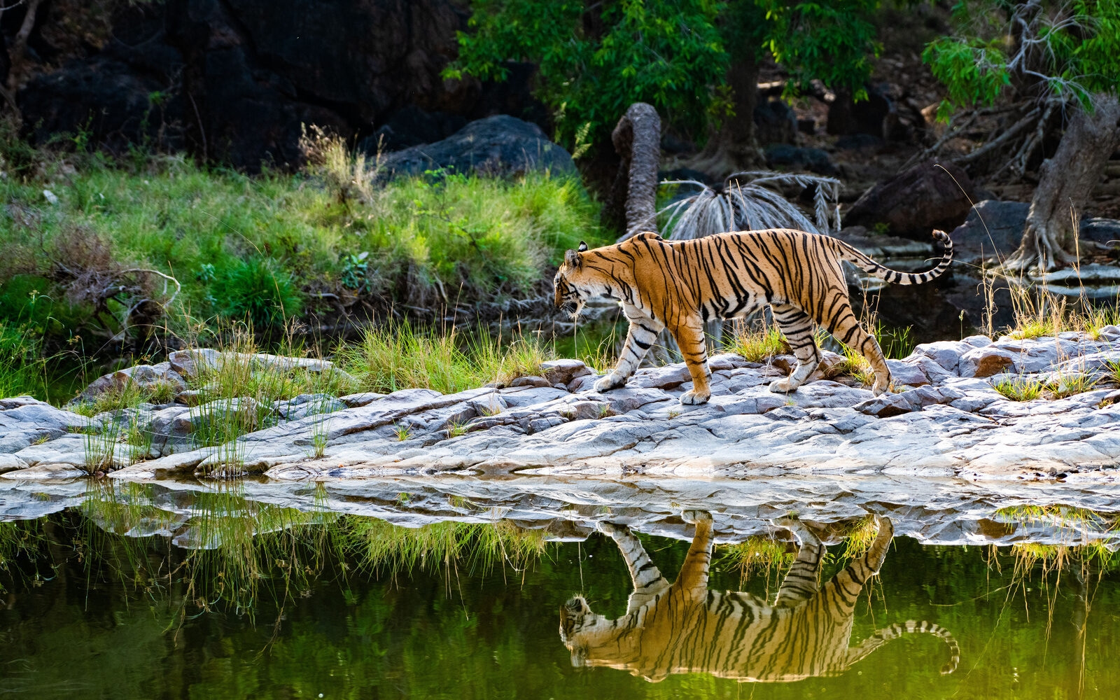 Tiger safari at Ranthambore National Park, India.
