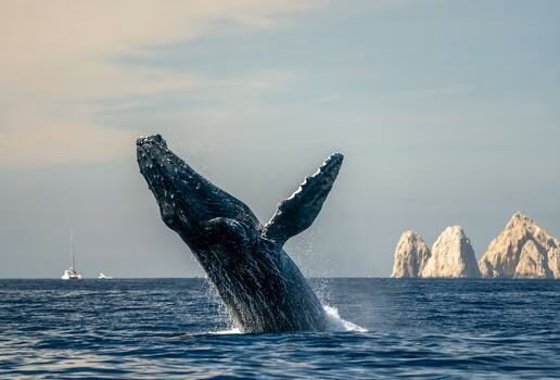 Mexico City, Baja California and Puebla