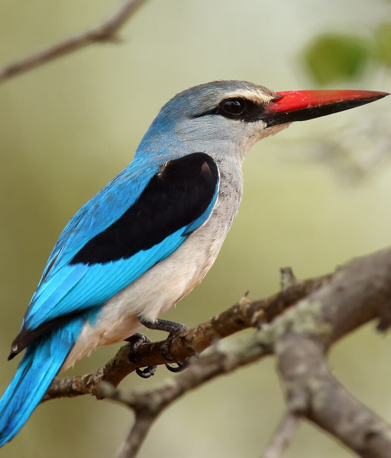 A blue and white Woodland Kingfisher with a red beak sits on a branch on Namibia and Botswana Luxury Tours.