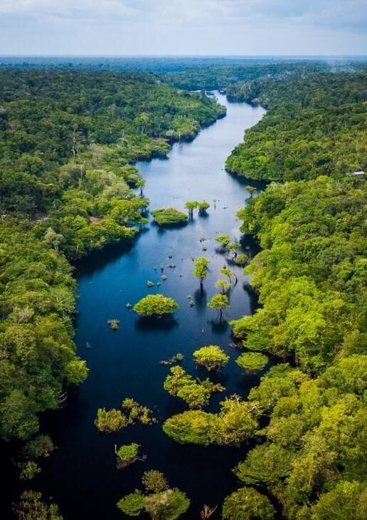 Aerial view of the Amazon river and rainforest