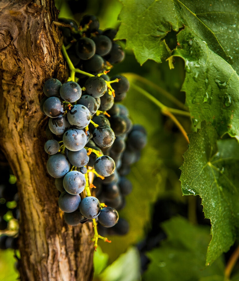 Grapes on the vine in the Serra Gaúcha wine region, and an aerial view of Iguassu Falls