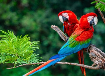 South America thumbnail