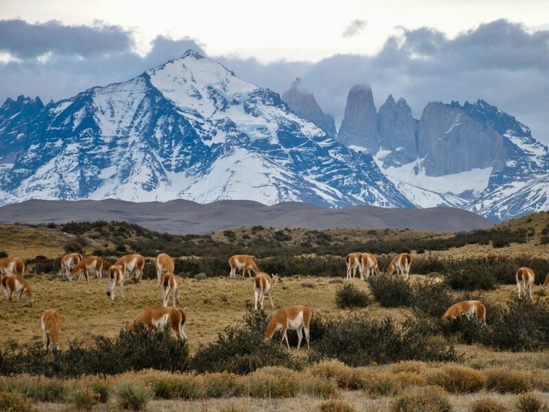 Guanacos in Torres del Paine National Park_Chile