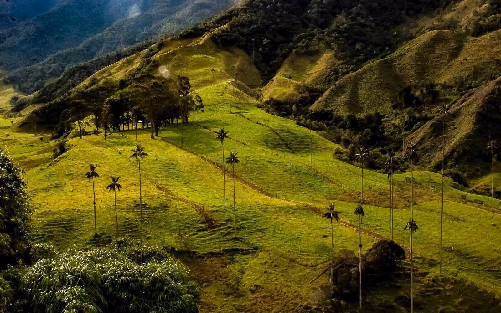 The misty green slopes of Colombia’s Cocora Valley