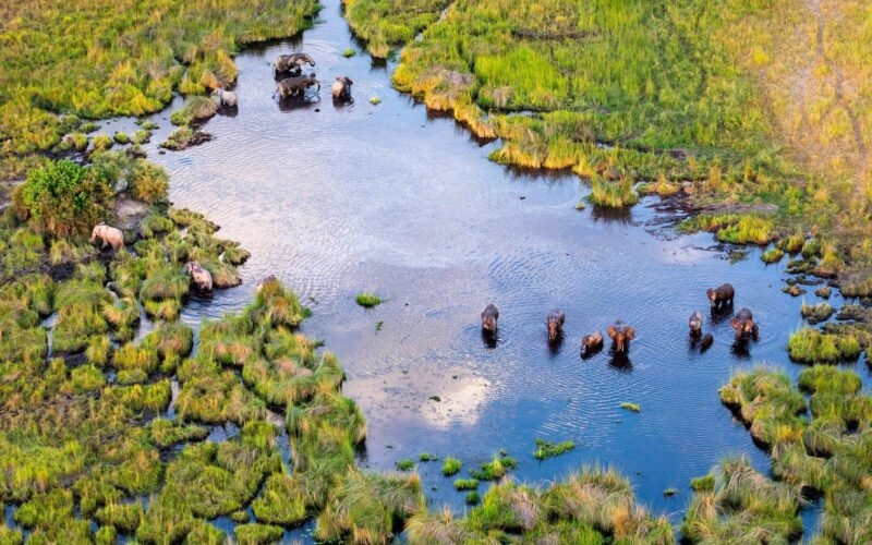 Herd of elephants drinking and bathing in a lush wetland on Namibia and Botswana Luxury Tours.
