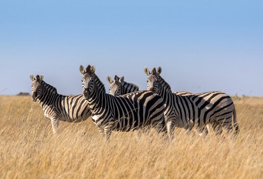 Birdwatching and wildflowers blooming in the Central Kalahari Game Reserve, and migrating zebras in the Makgadikgadi Pans