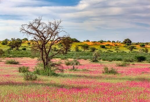 Birdwatching and wildflowers blooming in the Central Kalahari Game Reserve, and migrating zebras in the Makgadikgadi Pans