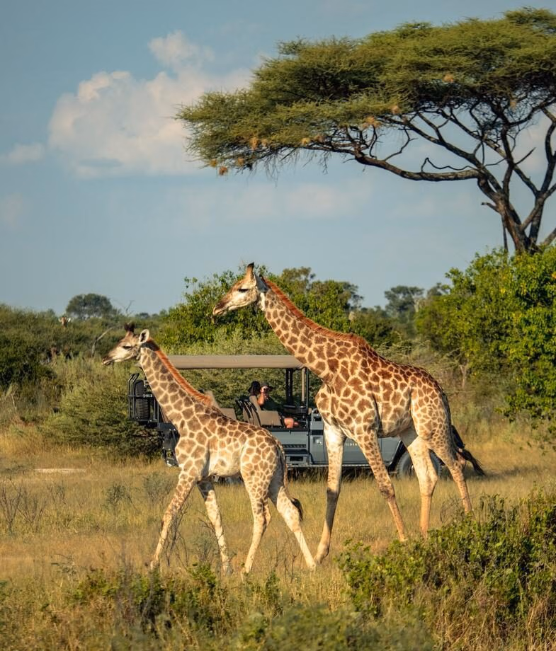 July and August are great months to explore the flooded Okavango Delta by boat, or on a game drive