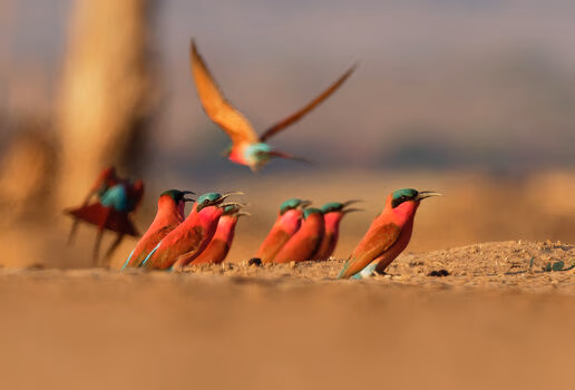 Watch for hippos in the Chobe river, see colourful migrating birds and spot baby animals, including wildebeest