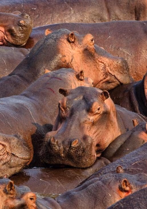 Watch for hippos in the Chobe river, see colourful migrating birds and spot baby animals, including wildebeest