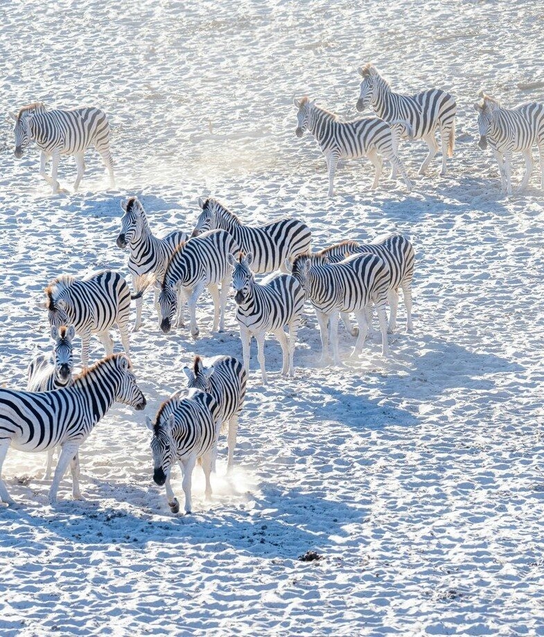 Spot zebra herds on the shimmering salt pans of Botswana’s Makgadikgadi and the rainbow-swept power of Victoria Falls in Zimbabwe during the rainy season.