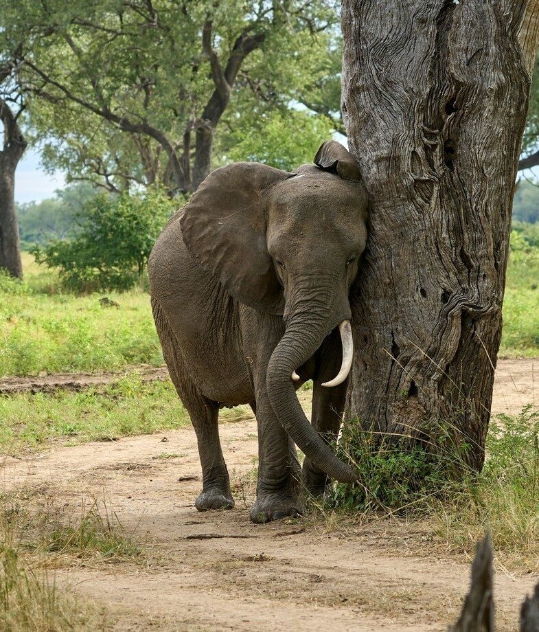 Spot animal behaviour on a walking safari, like this elephant scratching against a tree in South Luangwa National Park, and enjoy a golden sunset cruise on the Zambezi River in Lower Zambezi National Park.