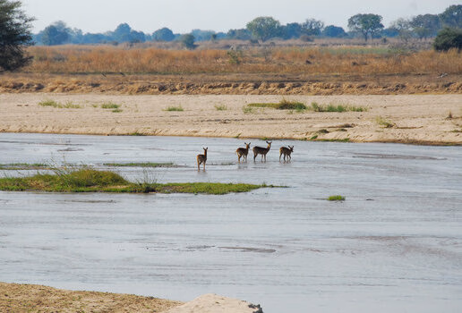 Puku antelopes grazing in Kafue National Park, private dining at King Lewanika Lodge with the vast Liuwa Plain in the background, and an aerial view of the Luangwa River in North Luangwa National Park.