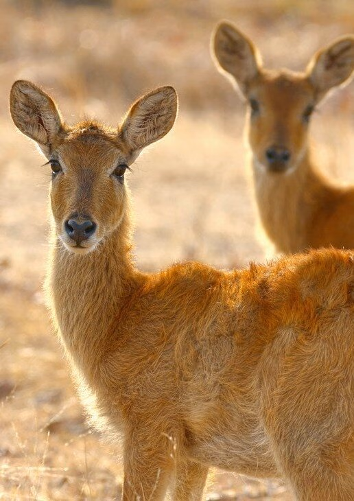 Puku antelopes grazing in Kafue National Park, private dining at King Lewanika Lodge with the vast Liuwa Plain in the background, and an aerial view of the Luangwa River in North Luangwa National Park.