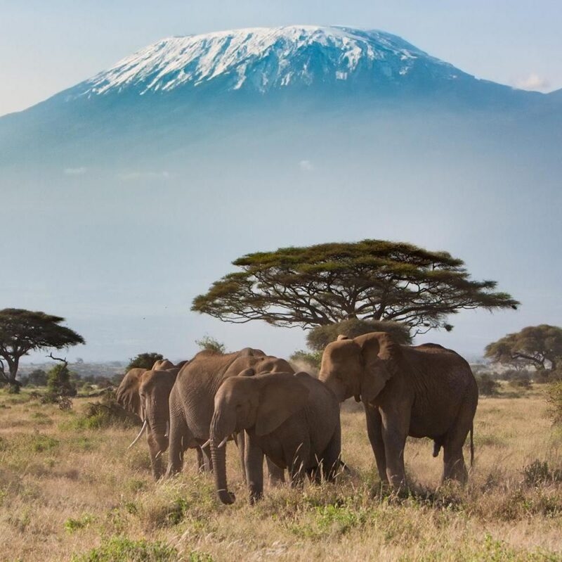 Elephants on the plains in front of Mount Kilimanjaro